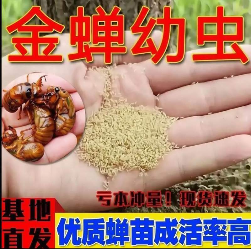 金蝉种苗