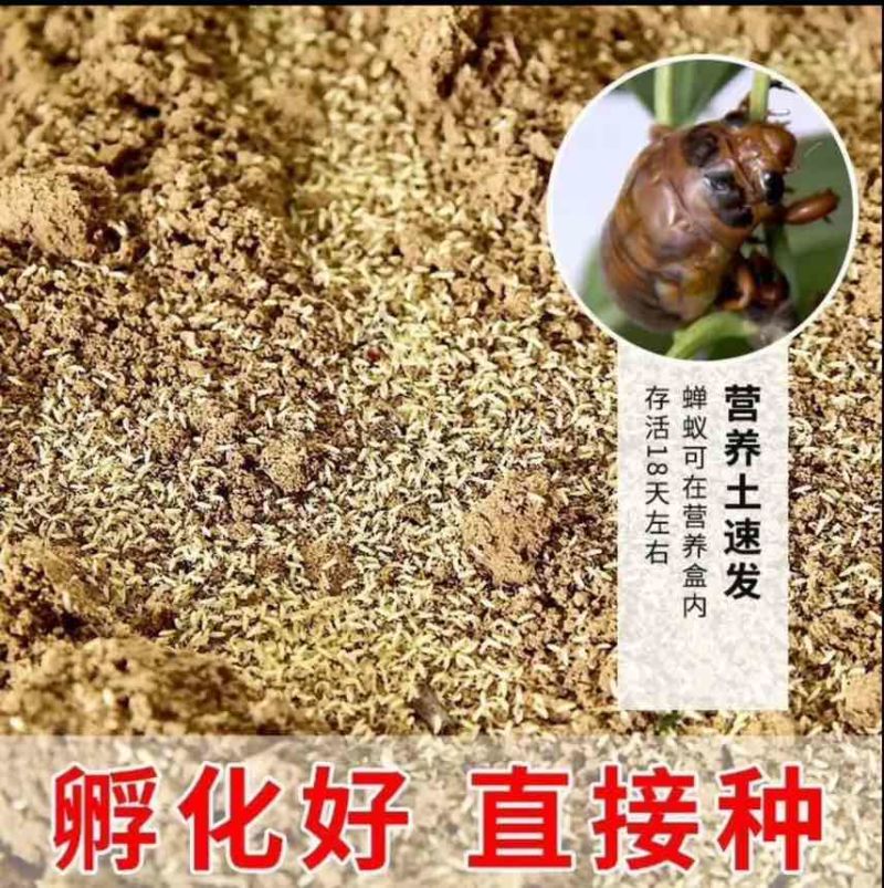 金蝉种苗