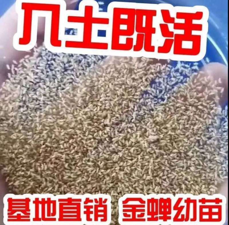 金蝉种苗