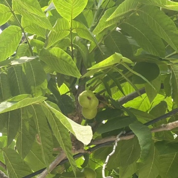文玩核桃青皮支持预定包树