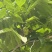文玩核桃青皮支持预定包树