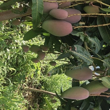 攀枝花红贵妃芒果