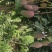 攀枝花红贵妃芒果