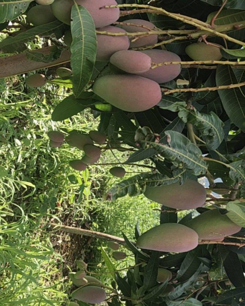 攀枝花红贵妃芒果