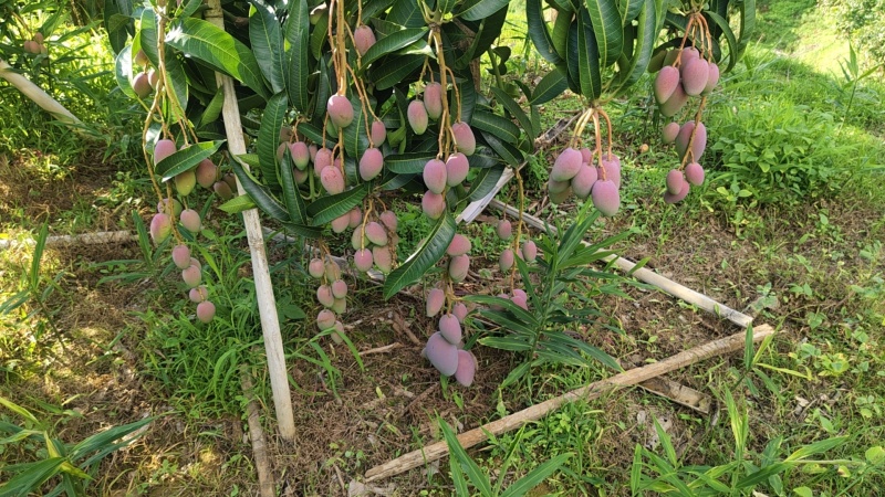 攀枝花红贵妃芒果