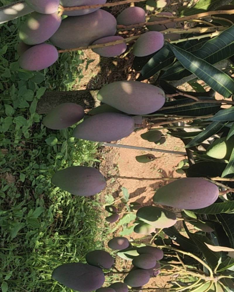 攀枝花红贵妃芒果