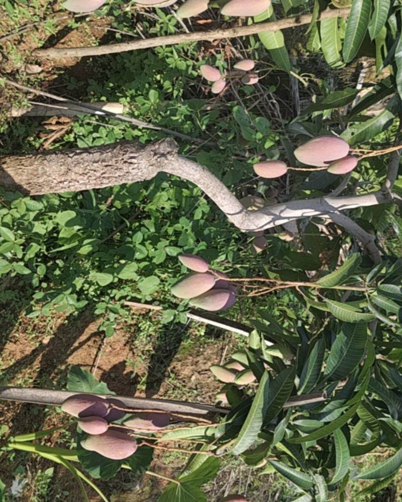攀枝花红贵妃芒果
