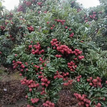 黑叶荔、禾荔、大小香荔、南局红、桂味、贵妃红等荔枝生产地