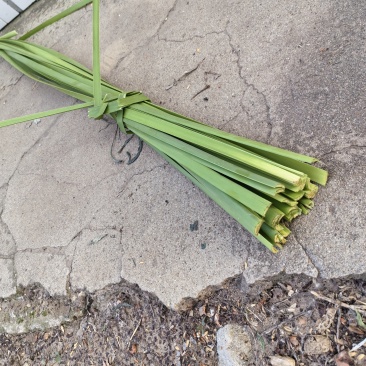 蒲草