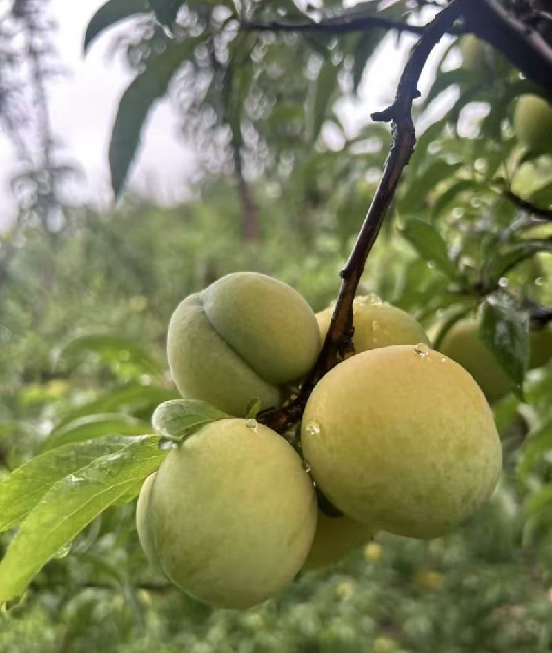 蜂糖李