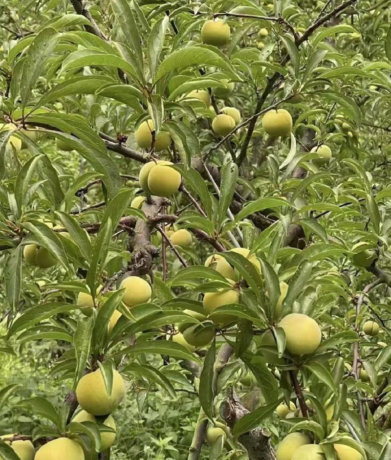 蜂糖李