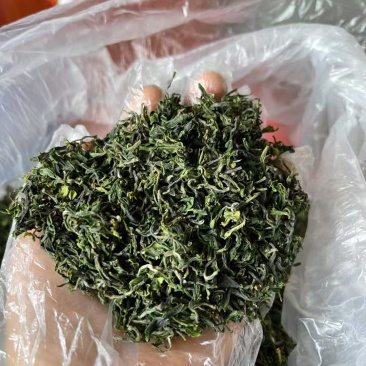 日照绿茶