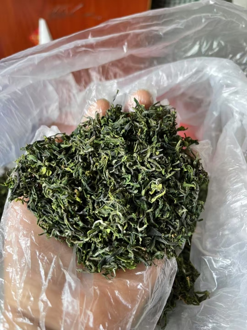 日照绿茶