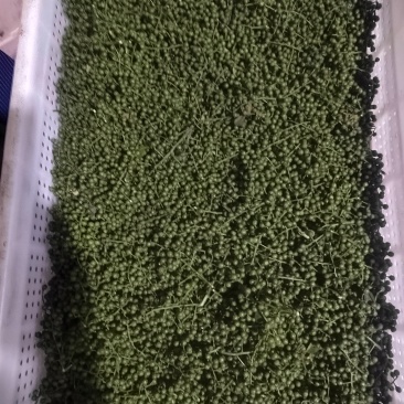 四川九叶青花椒