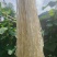 葛麻