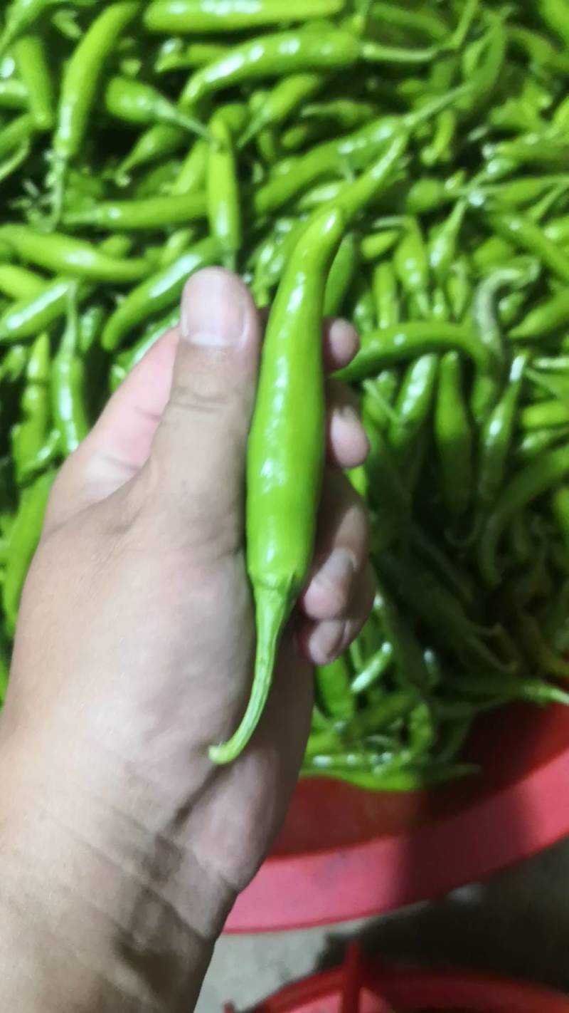青阳辣椒