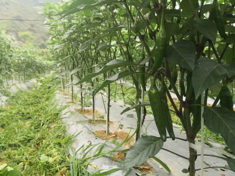 青阳辣椒
