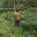 青阳辣椒