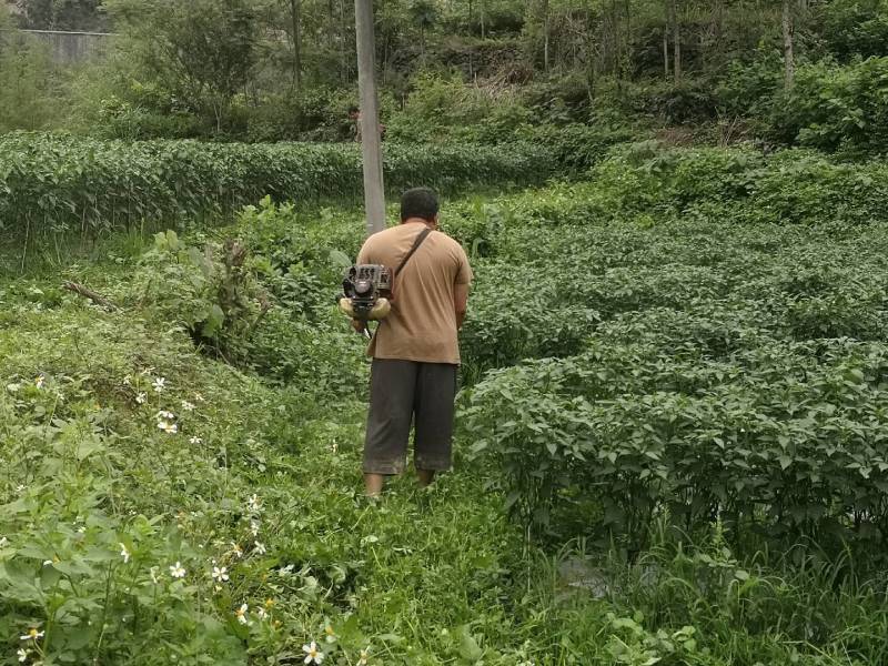 青阳辣椒