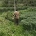 青阳辣椒