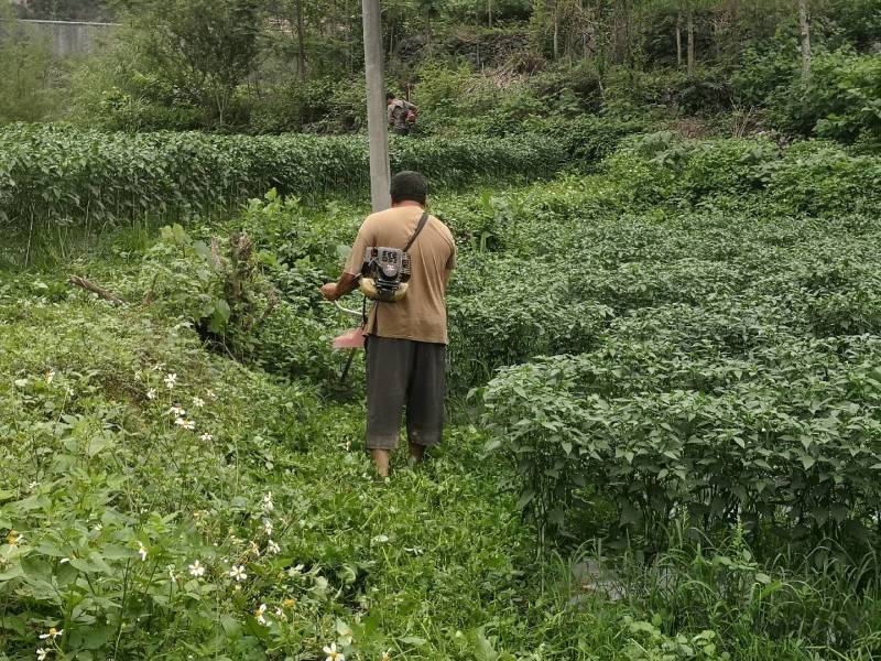 青阳辣椒