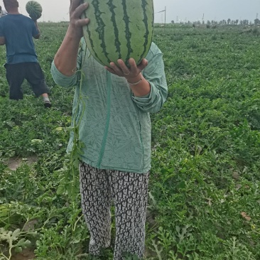 西瓜