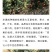 四川甘孜泸定高山大五星枇杷、海拔1800