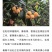 四川甘孜泸定高山大五星枇杷、海拔1800