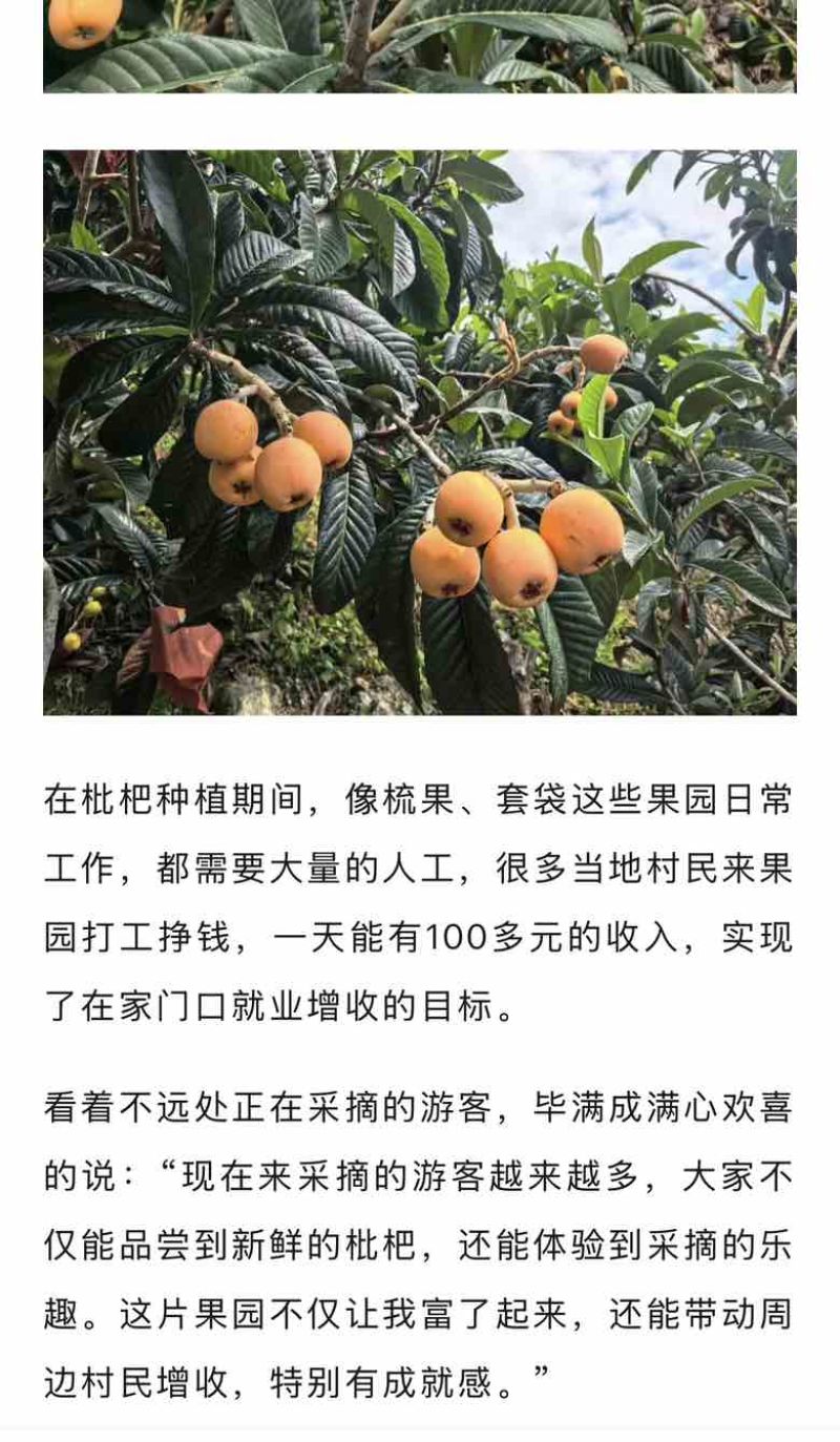 四川甘孜泸定高山大五星枇杷、海拔1800