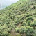 四川甘孜泸定高山大五星枇杷、海拔1800