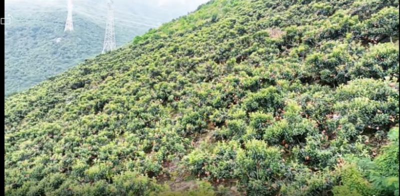 四川甘孜泸定高山大五星枇杷、海拔1800