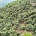 四川甘孜泸定高山大五星枇杷、海拔1800