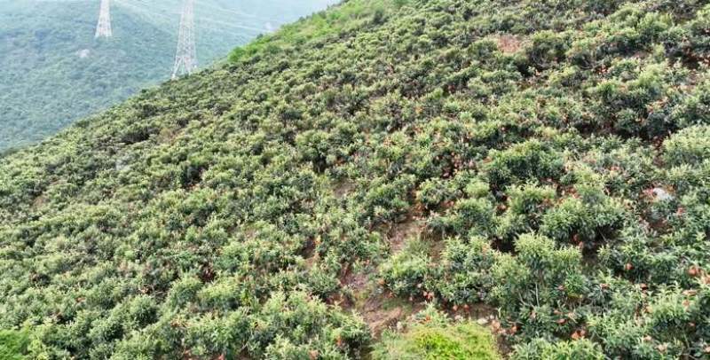 四川甘孜泸定高山大五星枇杷、海拔1800