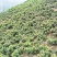 四川甘孜泸定高山大五星枇杷、海拔1800