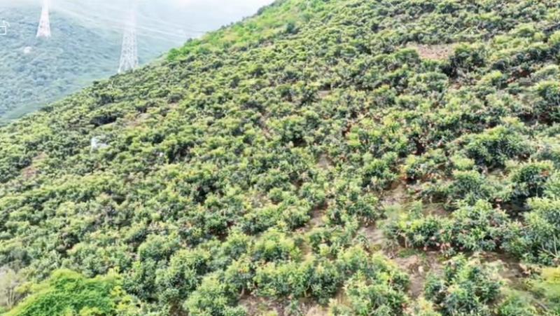 四川甘孜泸定高山大五星枇杷、海拔1800