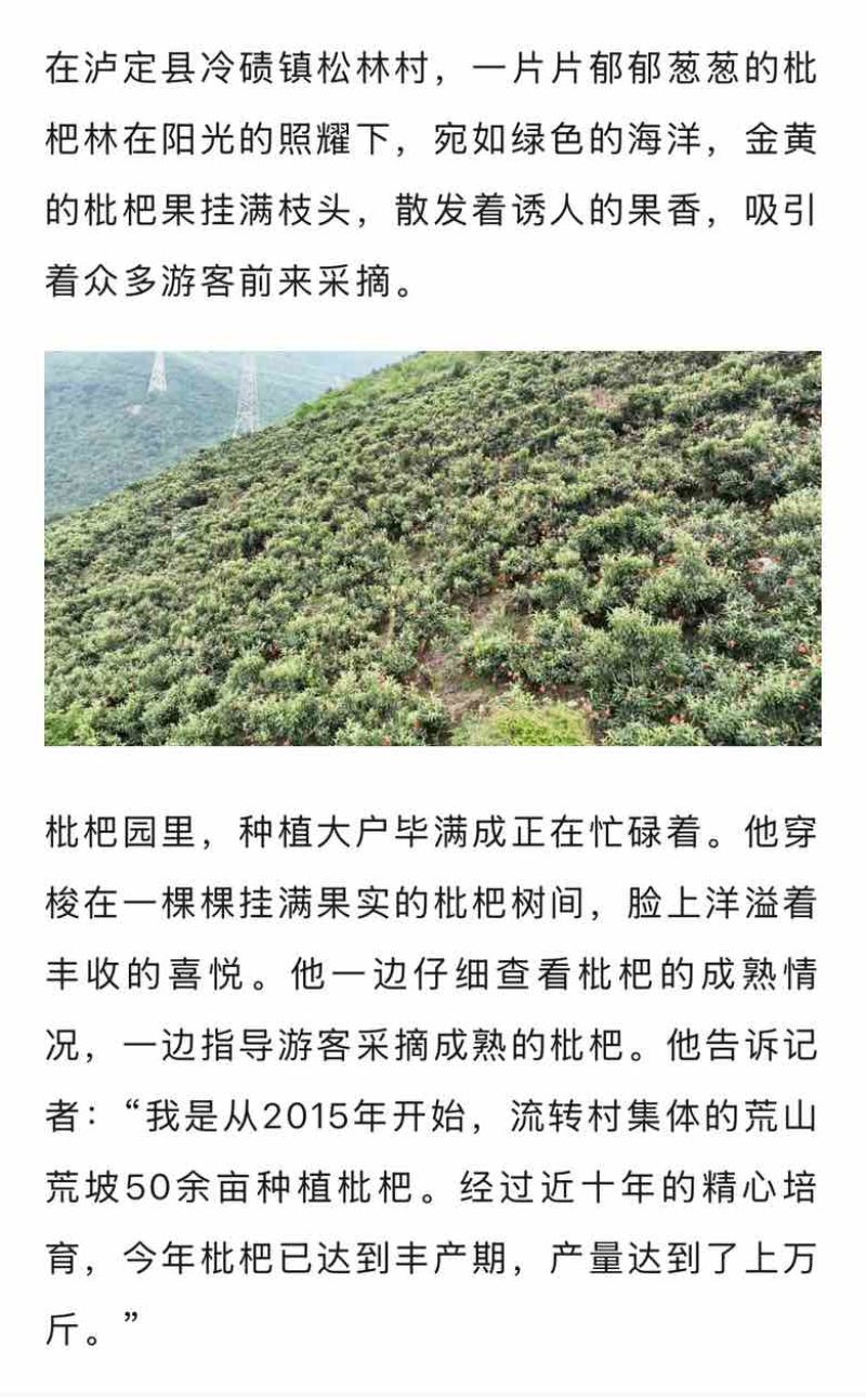 四川甘孜泸定高山大五星枇杷、海拔1800