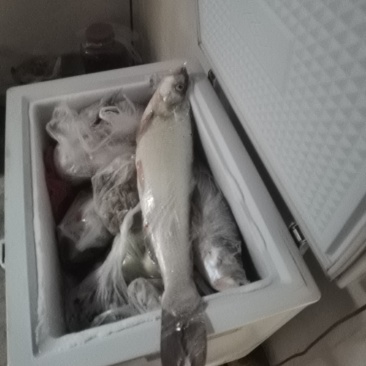 翘嘴大小都走