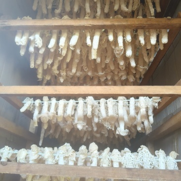 贵州红托竹荪，自产自销