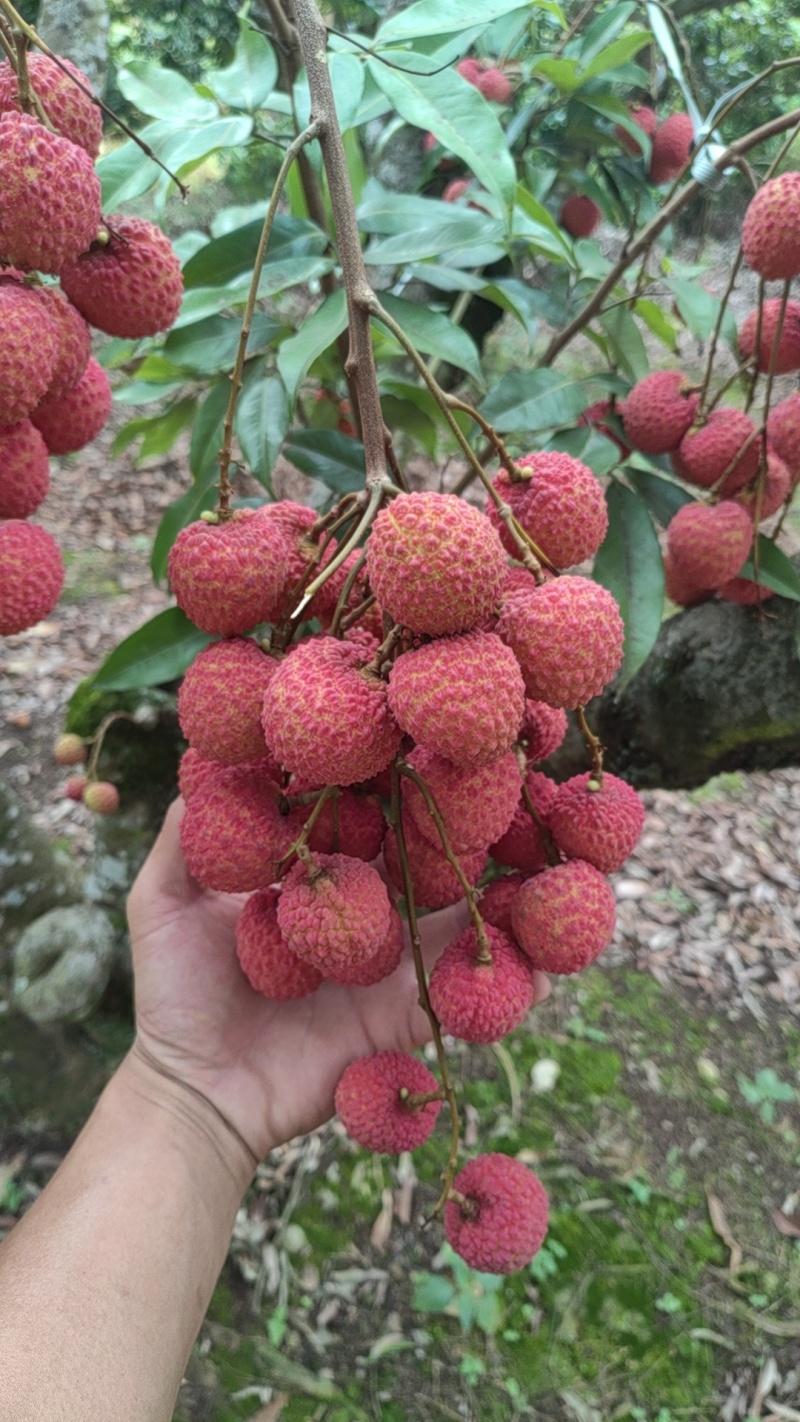 荔枝：桂味，情人荔，仙进奉，冰荔，观音绿