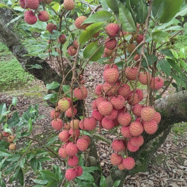 荔枝：桂味，情人荔，仙进奉，冰荔，观音绿