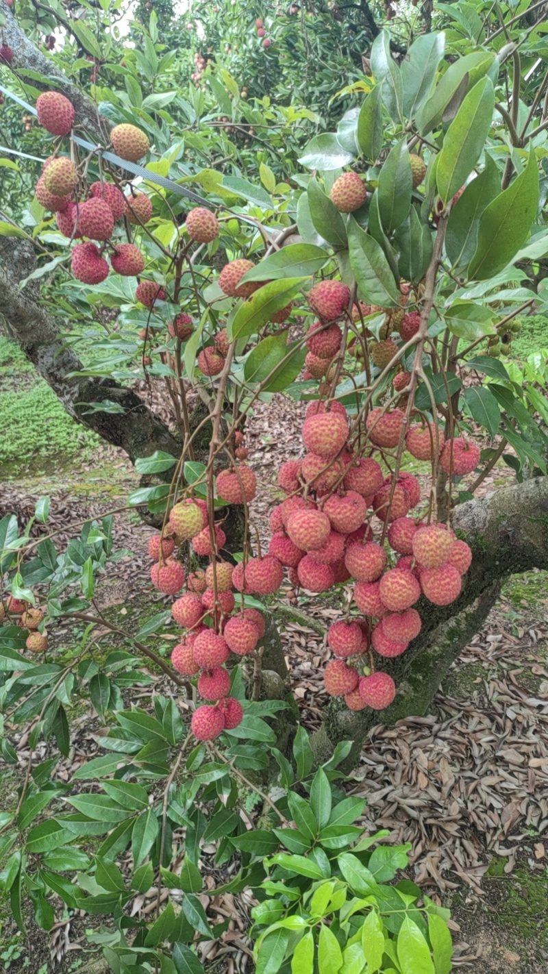 荔枝：桂味，情人荔，仙进奉，冰荔，观音绿