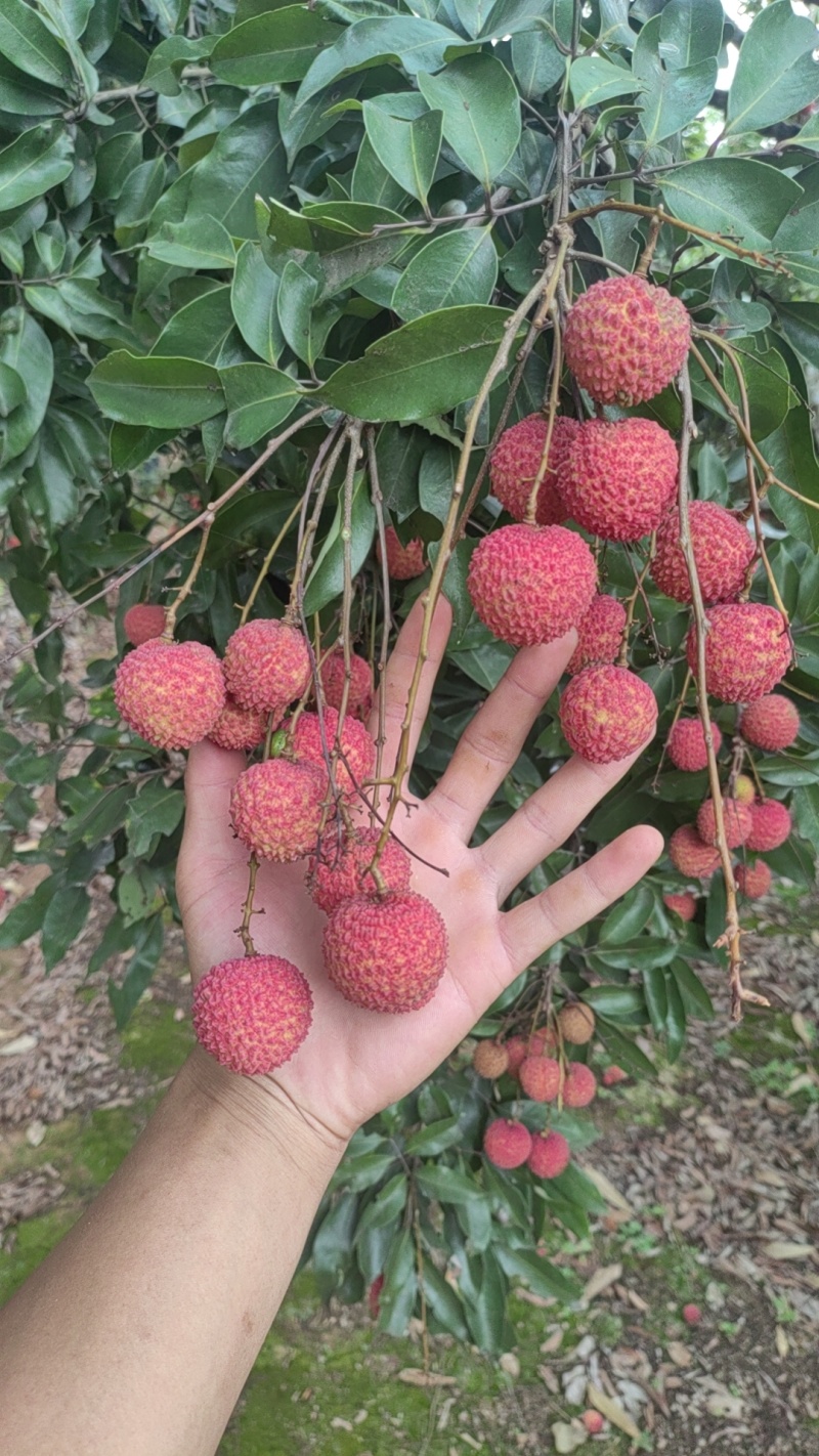 荔枝：桂味，情人荔，仙进奉，冰荔，观音绿