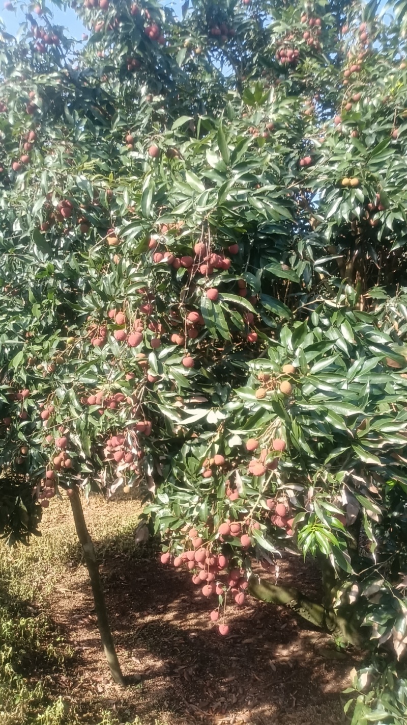 黑叶荔枝