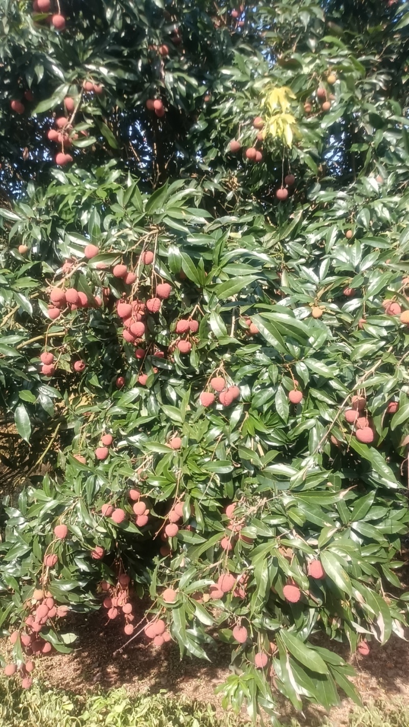 黑叶荔枝