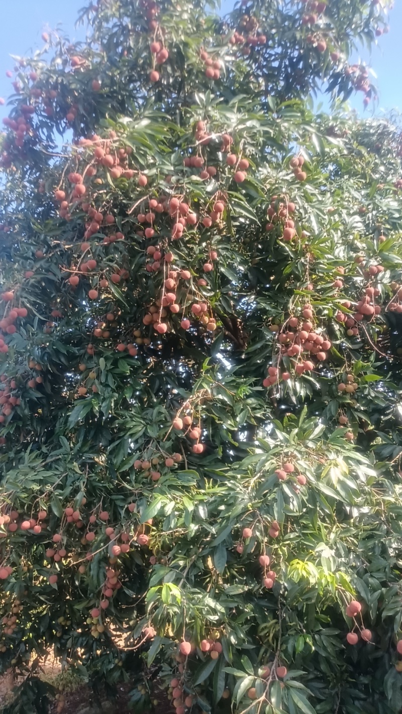 黑叶荔枝