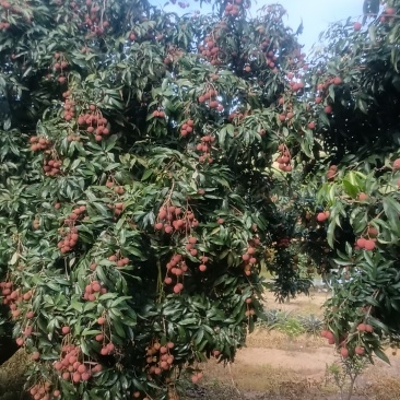 黑叶荔枝