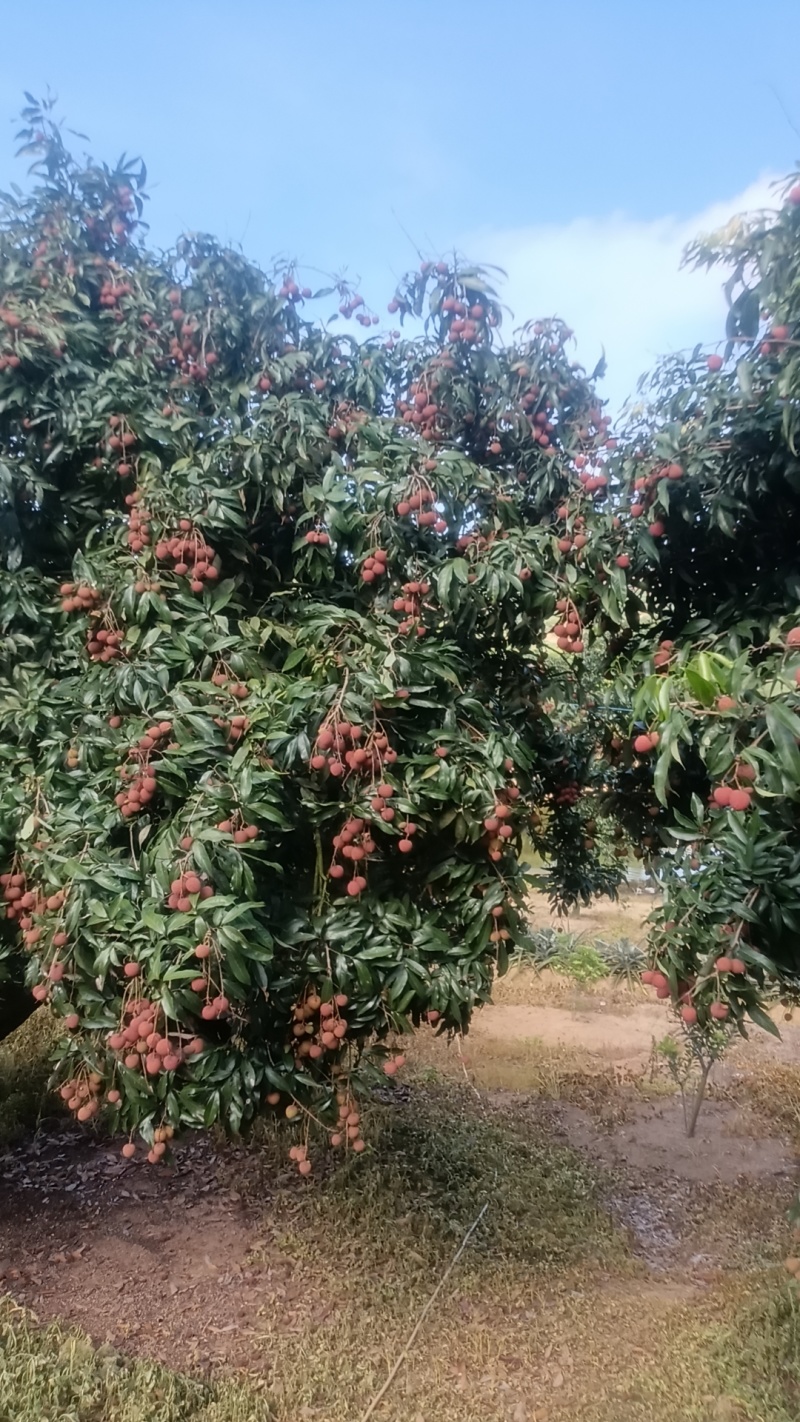 黑叶荔枝