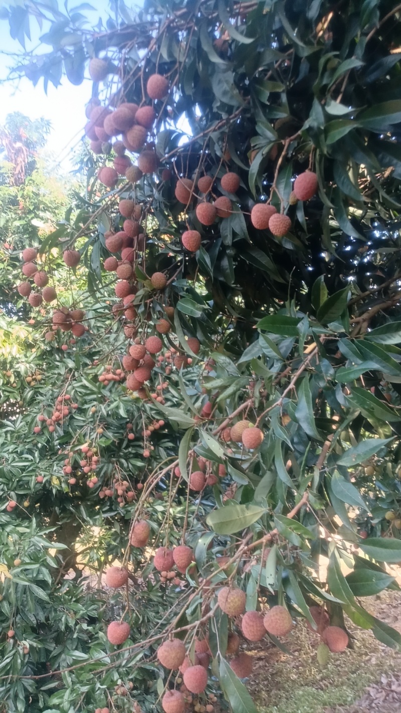 黑叶荔枝