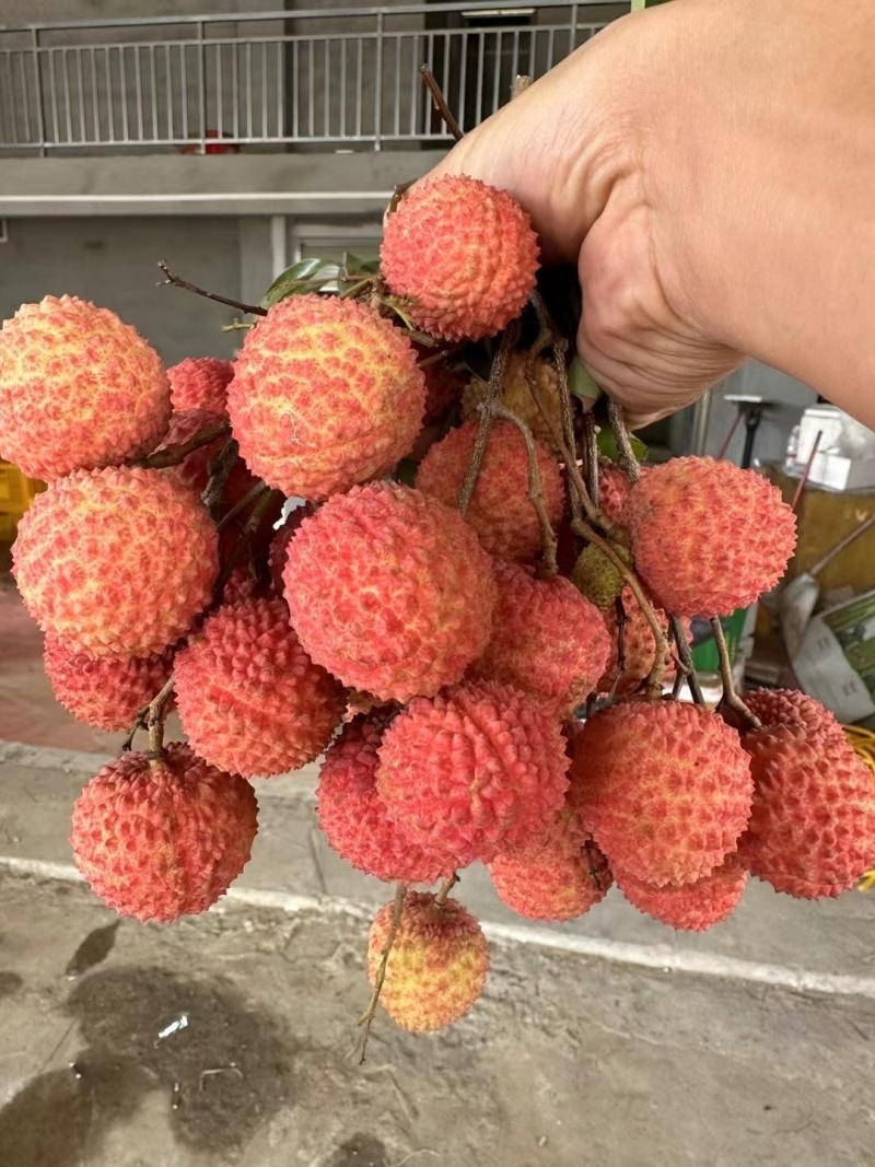 广西桂平市麻垌镇桂味荔枝，情人荔（中国红），仙进奉，禾荔