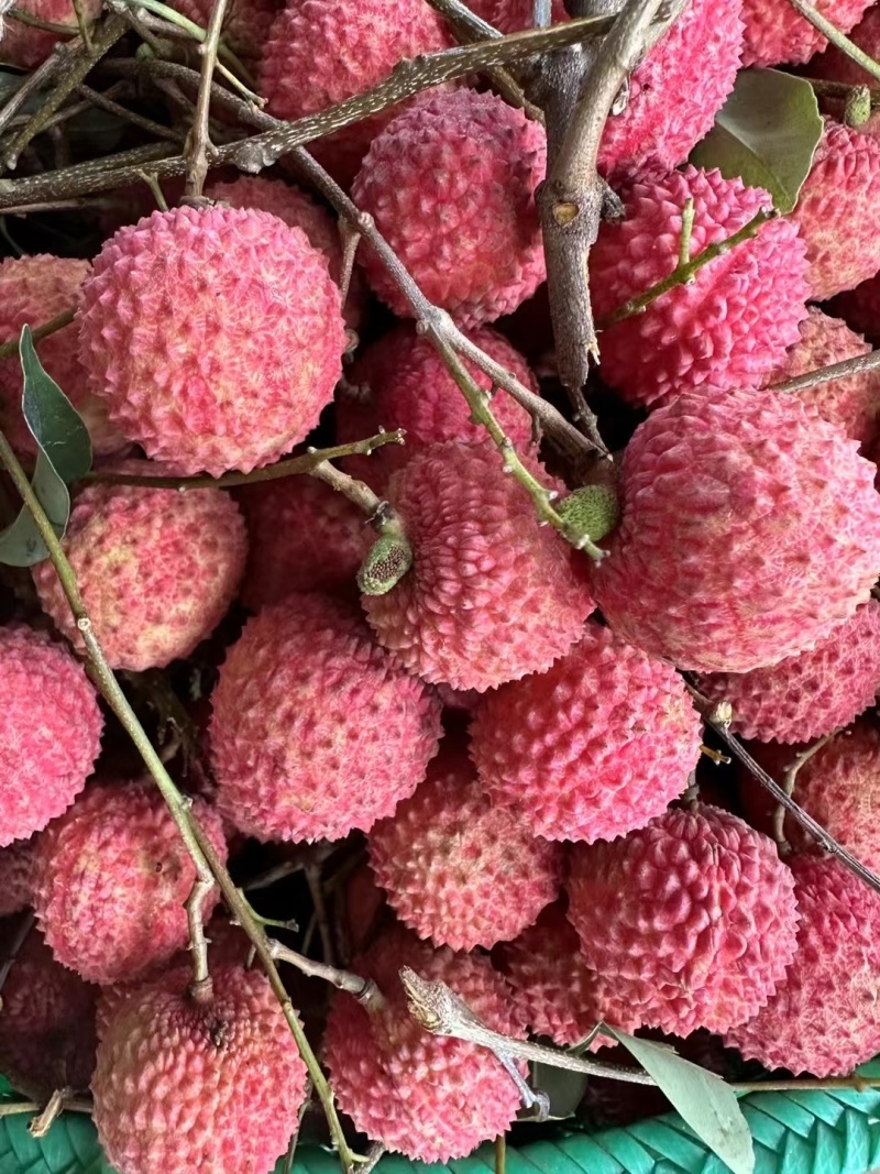 广西桂平市麻垌镇桂味荔枝，情人荔（中国红），仙进奉，禾荔